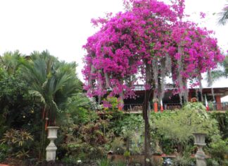 Jardín Botánico de Vallarta