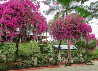 Enamorte del Jardín Botánico de Vallarta