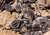 Puerto Vallarta se prepara para recibir a tortugas marinas Vallarta prepares for sea turtles