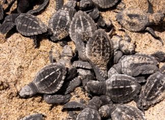 Puerto Vallarta se prepara para recibir y cuidar a las tortugas marinas Vallarta se prepara para las tortugas marinas