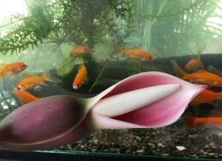 El Jardín Botánico de Vallarta entre los diez mejores de Norteamérica