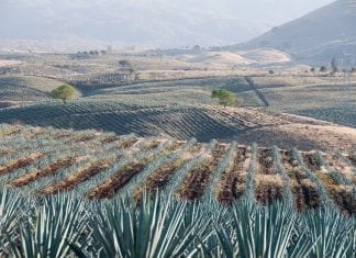 Tequila, Jalisco Tequila