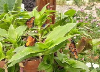 Reabre el Jardín de Mariposas “Jardín Mágico”