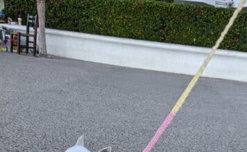 Tómate un momento para crear y celebrar: De paseo por Vallarta lila out and about