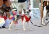 Los cachorros del Orgullo se pavonean en la Marcha Canina al Atardecer del Orgullo de Puerto Vallarta puppy pride parade