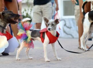 Los cachorros del Orgullo se pavonean en la Marcha Canina al Atardecer del Orgullo de Puerto Vallarta puppy pride parade