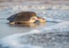 Comienza la temporada de anidación de tortugas en Puerto Vallarta Puerto Vallarta Turtle Release. Photo provided by the Puerto Vallarta Tourism Bureau.