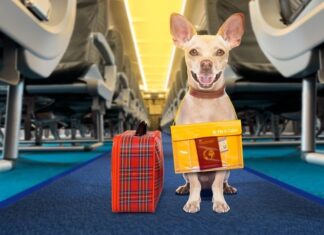 El pasaporte de tu amigo peludo: Nuevos requisitos para la entrada de perros en EE.UU. Important changes to dog importation rules went into effect on August 1, 2024. If you're planning a trip back to the United States with your furry friend from Puerto Vallarta, it's crucial to be aware of these new regulations to avoid any unexpected issues.