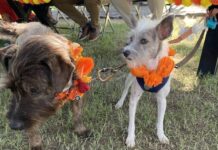 Kukur Tihar: Un Tiempo Paws-itivamente Bueno en Puerto Vallarta kukur dogs