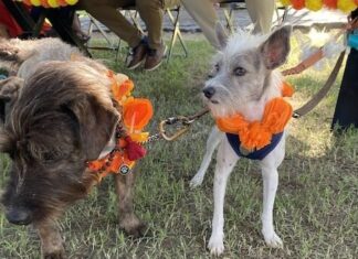 Kukur Tihar: Un Tiempo Paws-itivamente Bueno en Puerto Vallarta kukur dogs
