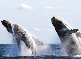 Primer Avistamiento de Ballenas Jorobadas en la Bahía de Puerto Vallarta para la Temporada 2024 Whales in Puerto Vallarta