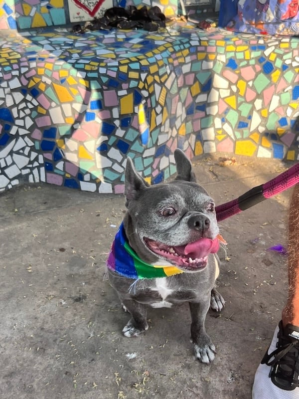 Jerry desfile del orgullo de mascotas