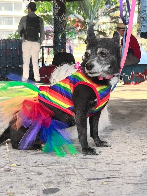 Jerry desfile del orgullo de mascotas