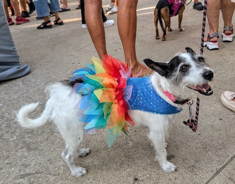 desfile del orgullo de mascotas 1