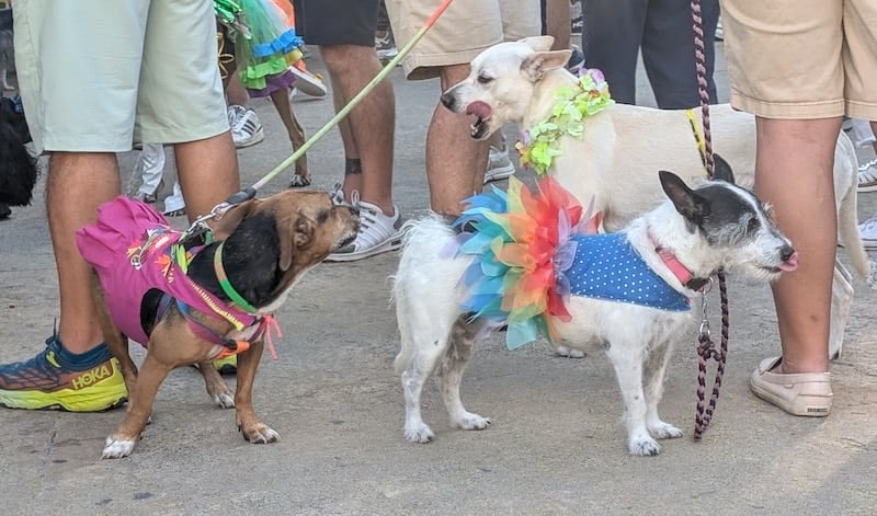 desfile del orgullo de mascotas