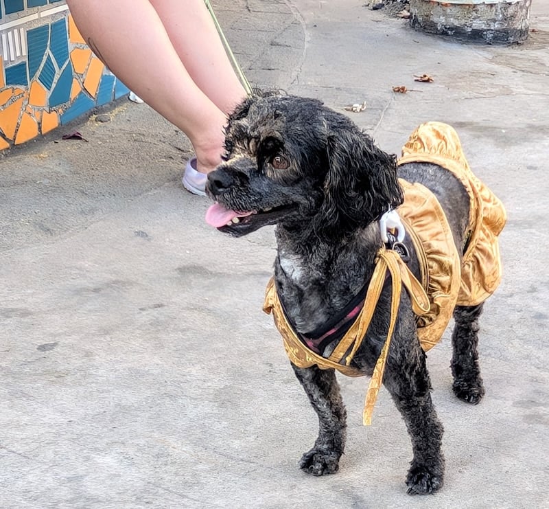 desfile del orgullo de mascotas