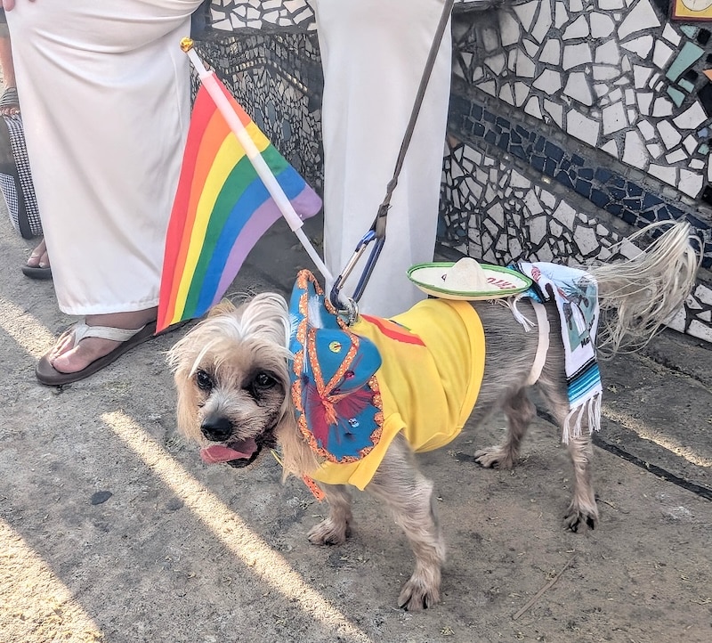 desfile del orgullo de mascotas