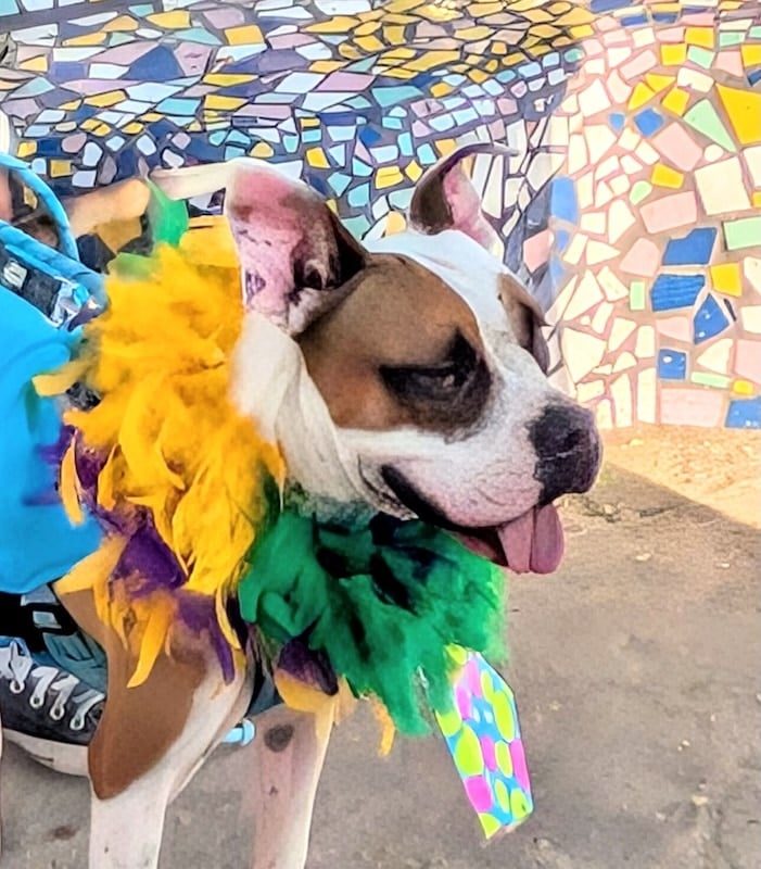 desfile del orgullo de mascotas