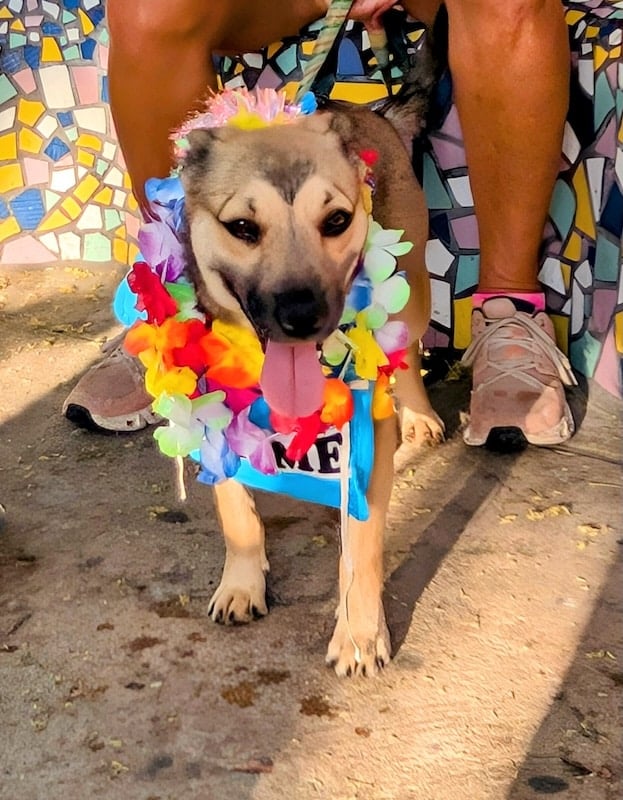 desfile del orgullo de mascotas