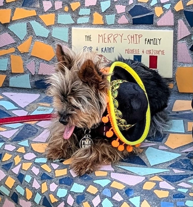 desfile del orgullo de mascotas