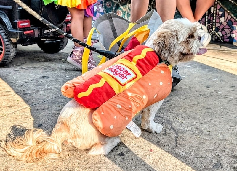 desfile del orgullo de mascotas