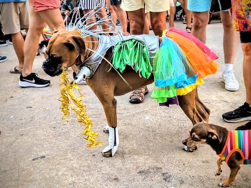 desfile del orgullo de mascotas