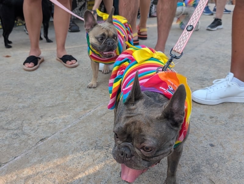 desfile del orgullo de mascotas