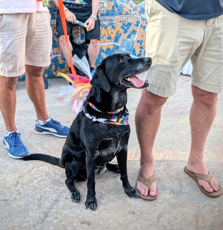 desfile del orgullo de mascotas