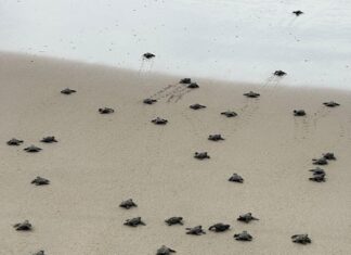 Protege a las tortugas marinas de Puerto Vallarta: Pasos sencillos baby sea turtles hatched 1