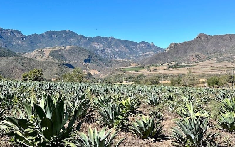 Campo de agaves