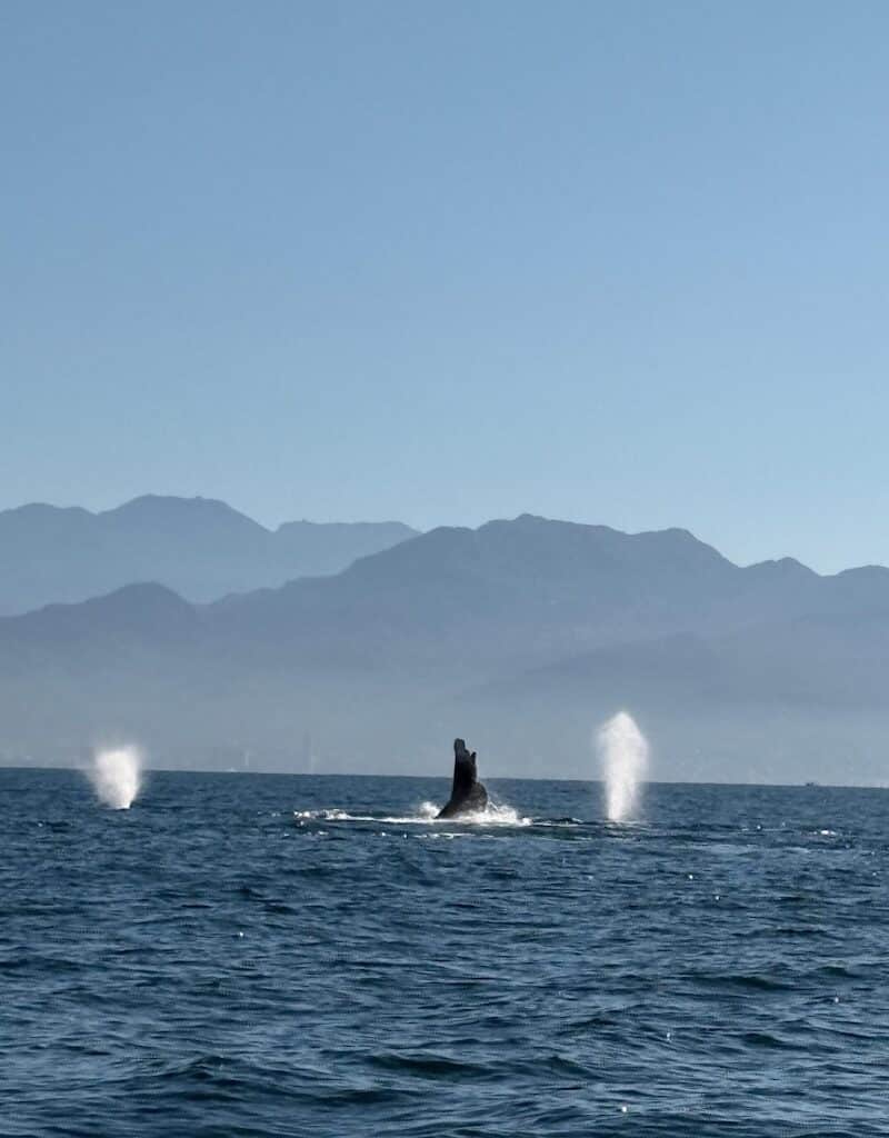 recorridos respetuosos con el océano