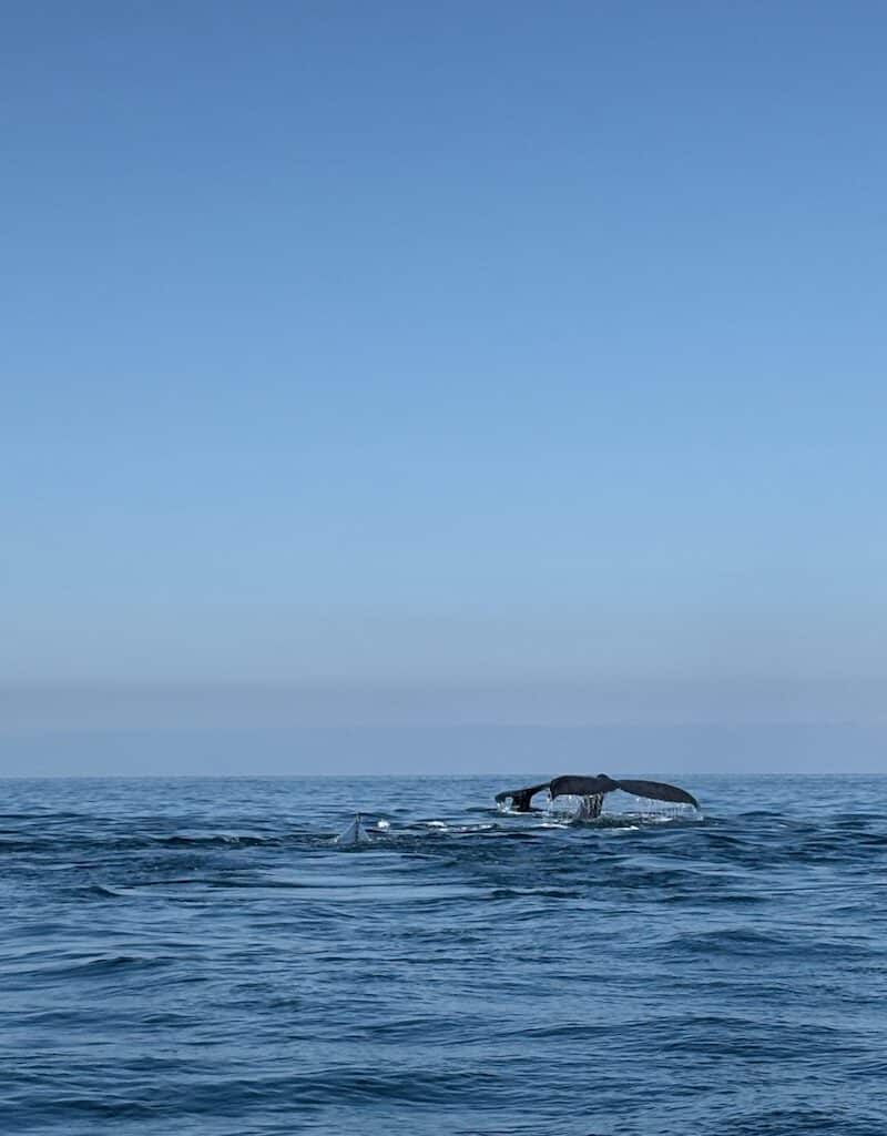 recorridos respetuosos con el océano