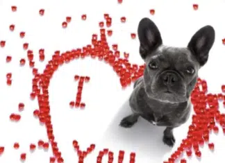 Invitan a caminata canina de San Valentín este 11 de febrero de 2026 paseo canino de san valentín