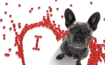 Invitan a caminata canina de San Valentín este 11 de febrero de 2026 paseo canino de san valentín