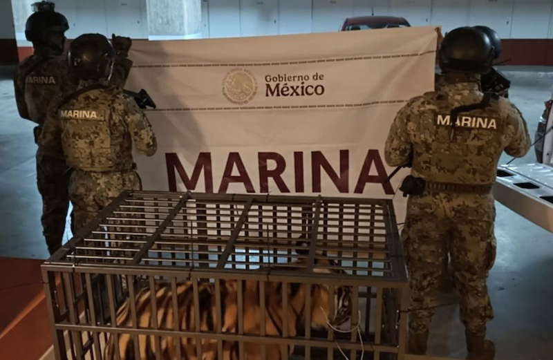 Sasha, de 15 meses, ha sido enviada al zoológico de Vallarta.