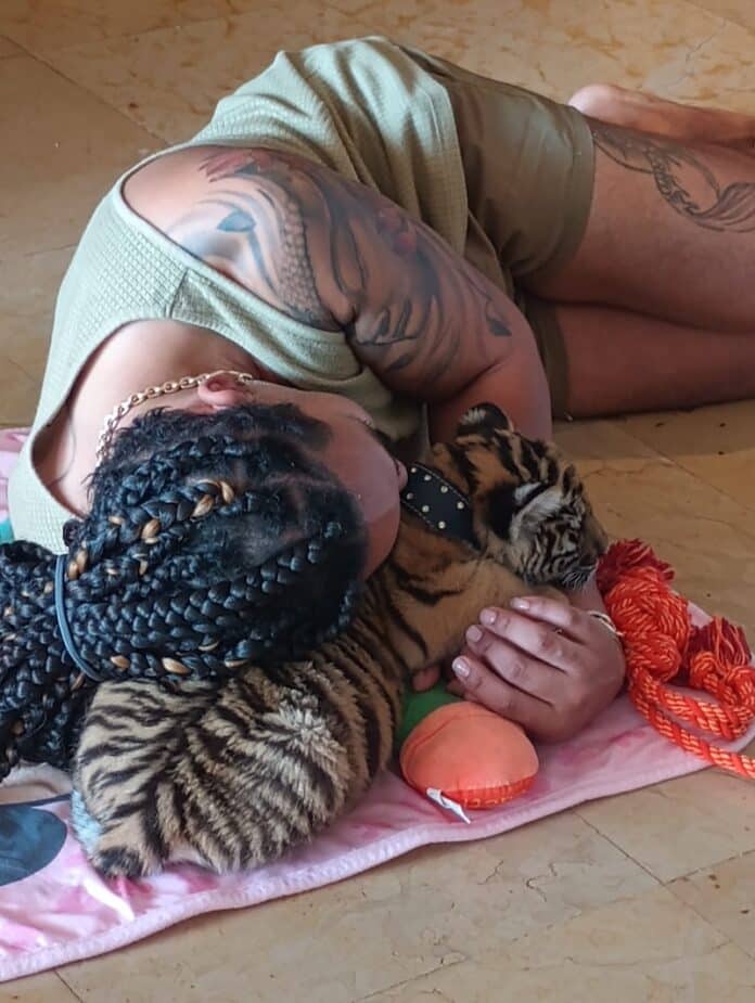 El dueño del tigre habla: «No fue tráfico ilegal» karl y tigre