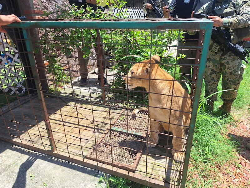cachorro de león incautado en julio de 2025