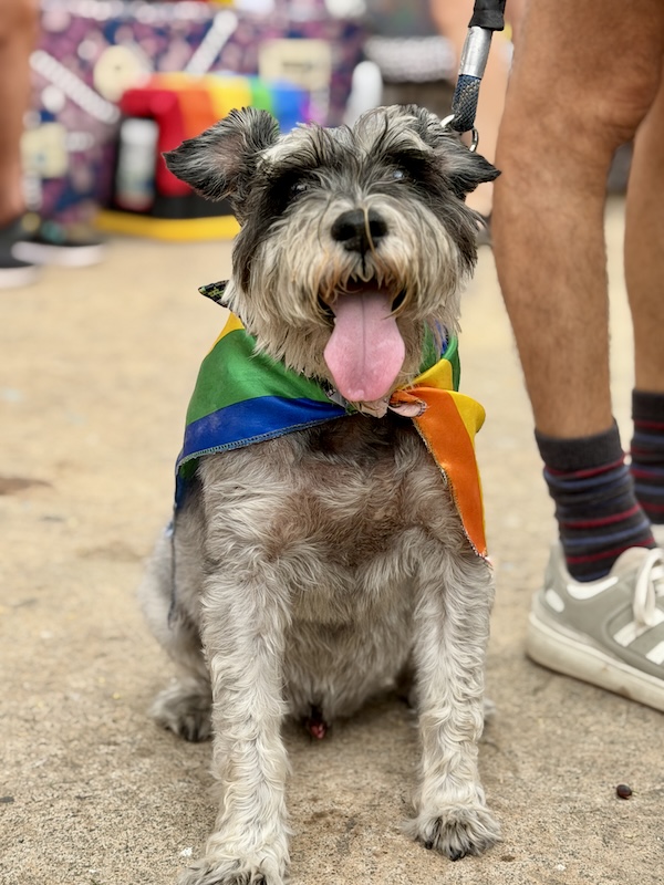 desfile de mascotas del orgullo 14