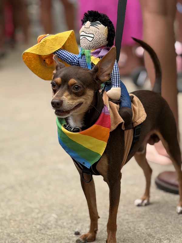 desfile de mascotas del orgullo 19