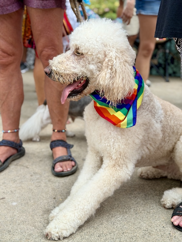 desfile de mascotas del orgullo 2
