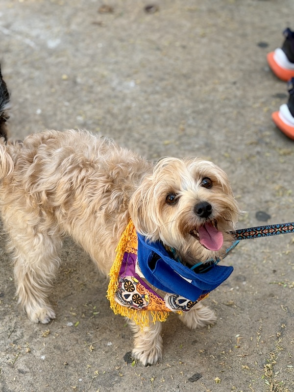 desfile de mascotas del orgullo 22