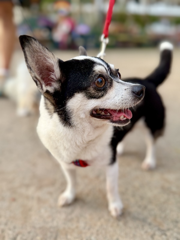desfile de mascotas del orgullo 27