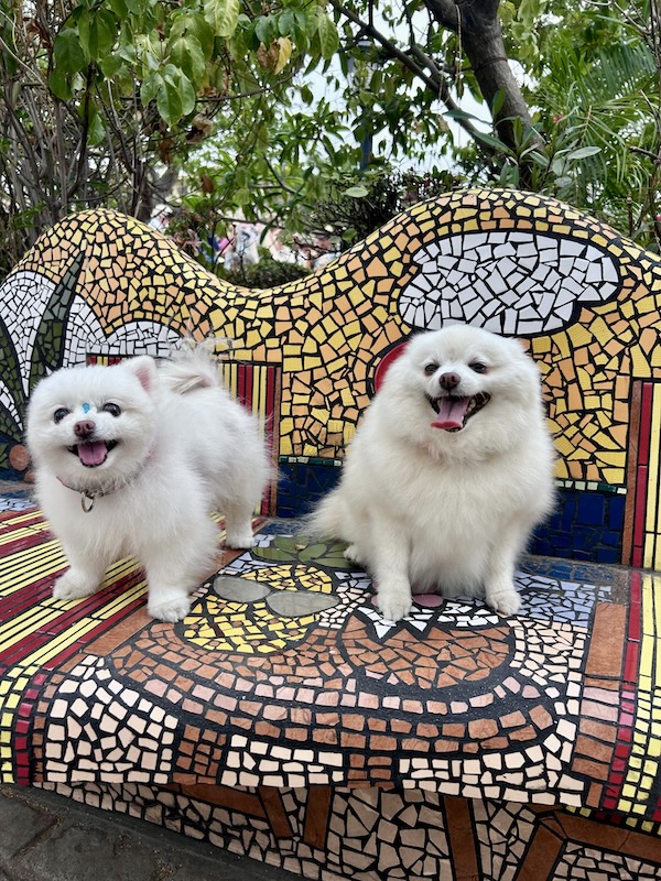 desfile de mascotas del orgullo 36