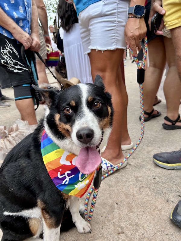 desfile de mascotas del orgullo 38