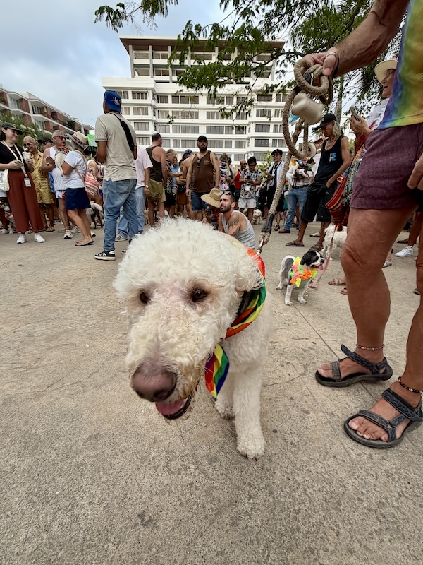 desfile de mascotas del orgullo 43