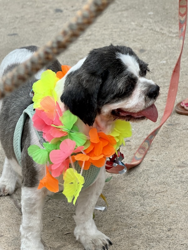 desfile de mascotas del orgullo 44