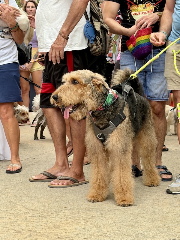 desfile de mascotas del orgullo 45