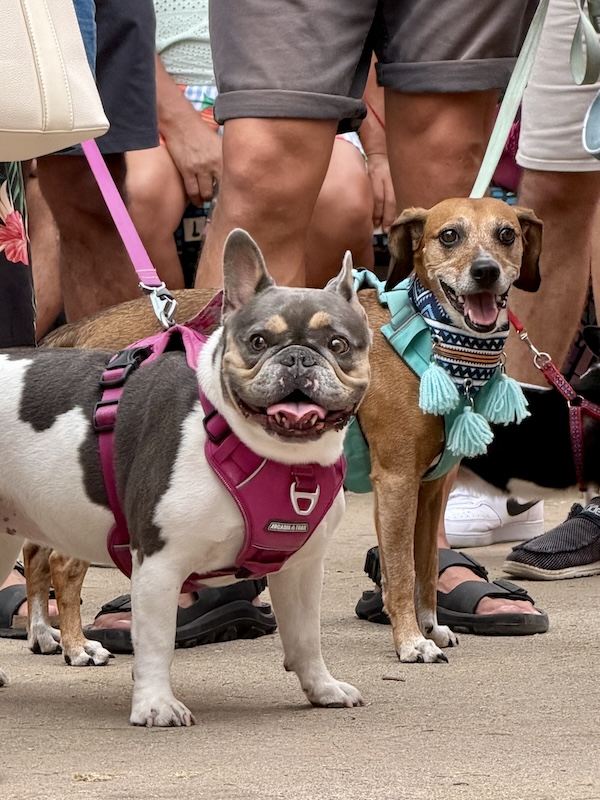 desfile de mascotas del orgullo 46