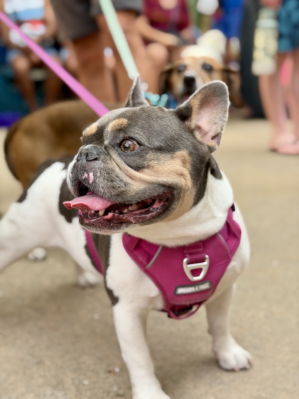 desfile de mascotas del orgullo 6