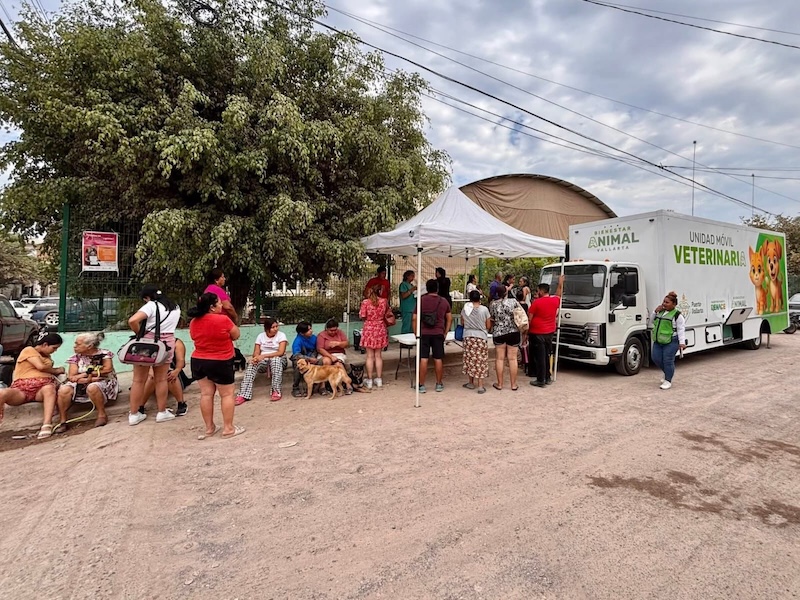 campaña de esterilización